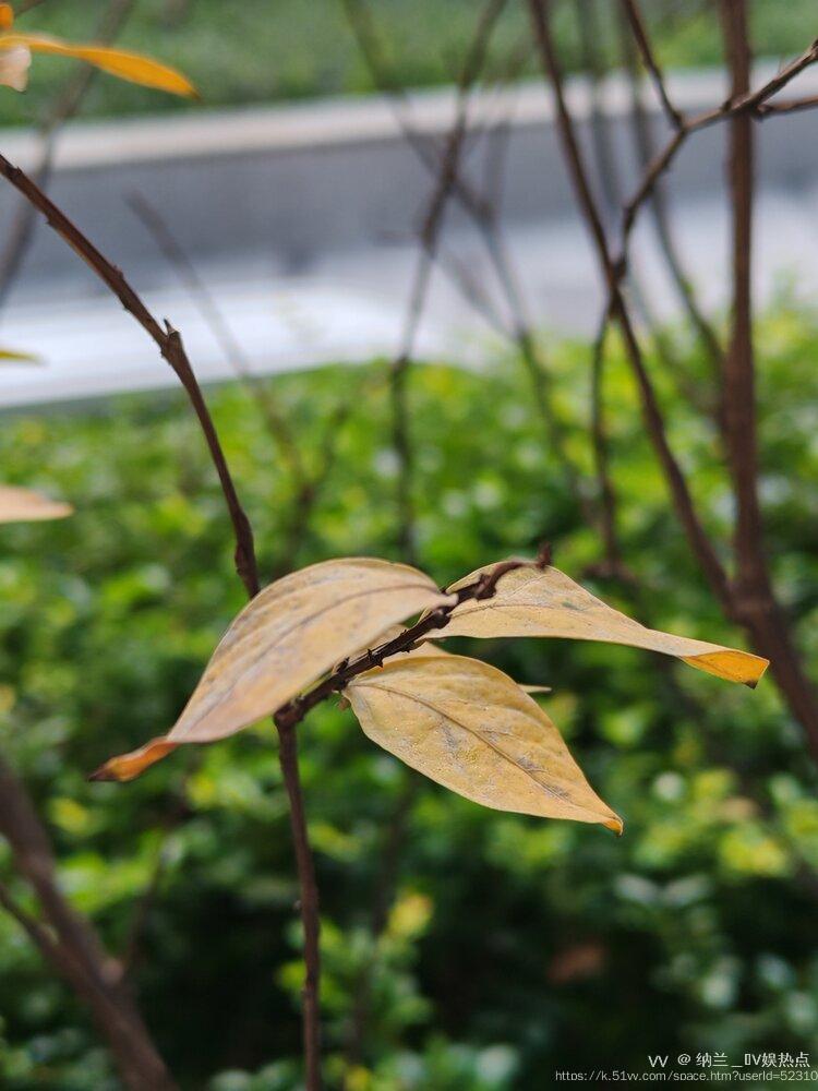 纳兰＿🎤V娱热点