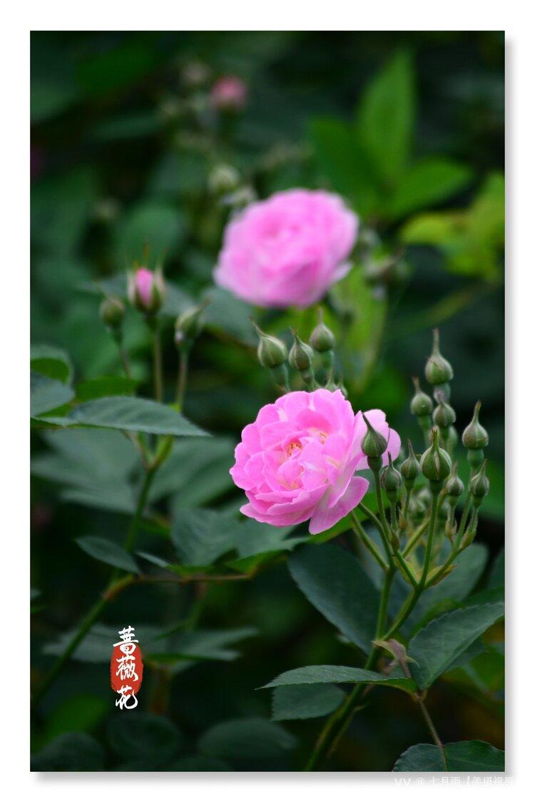 七月雨【美摄视界】 