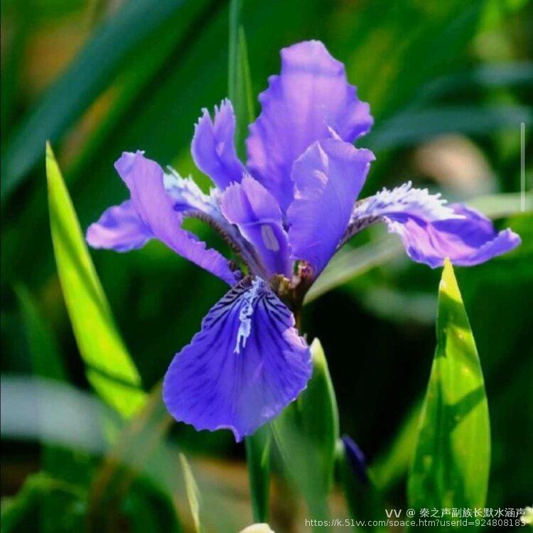 秦之声副族长默水涵声