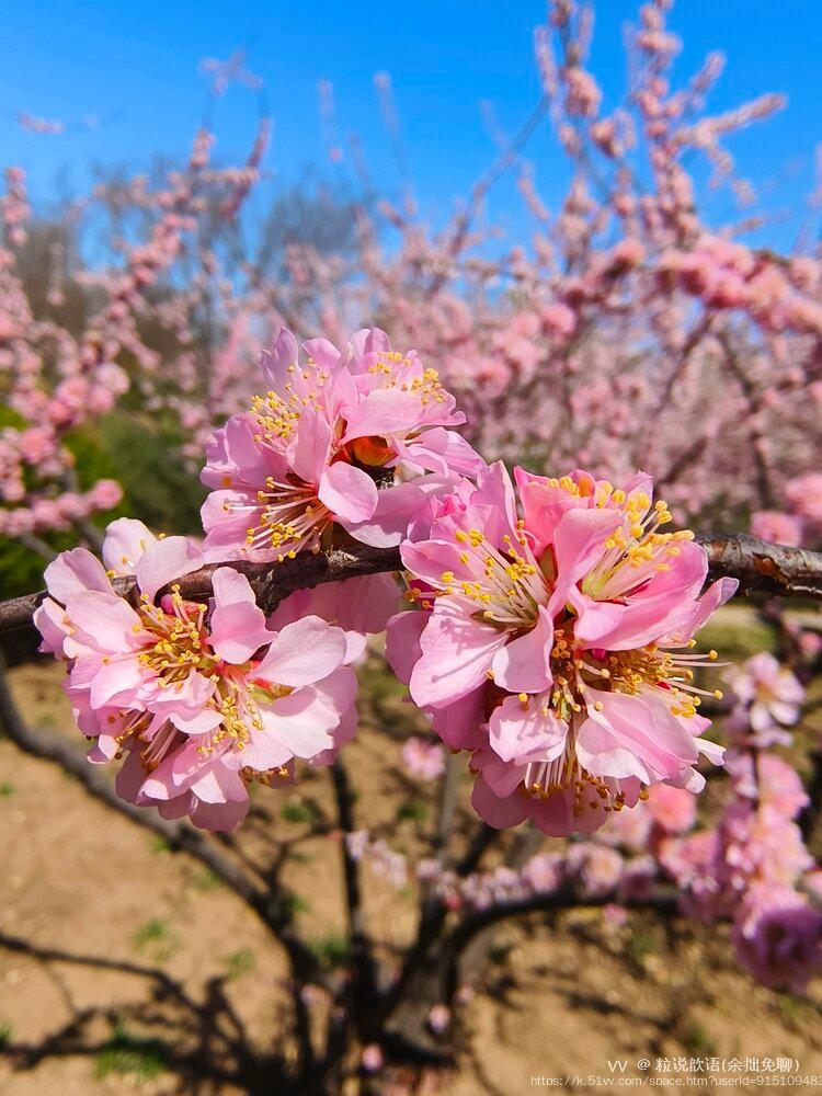 粒说歆语(余拙免聊）