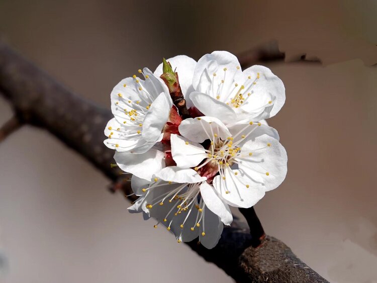 心静淡然【爱花家园】