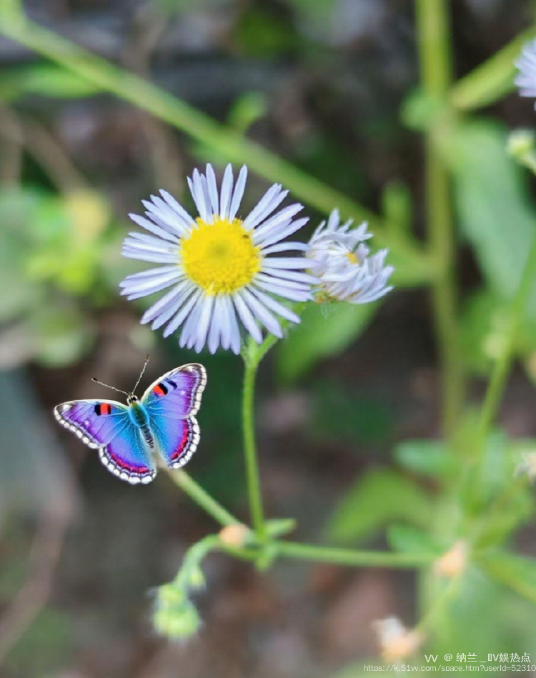 纳兰＿🎤V娱热点