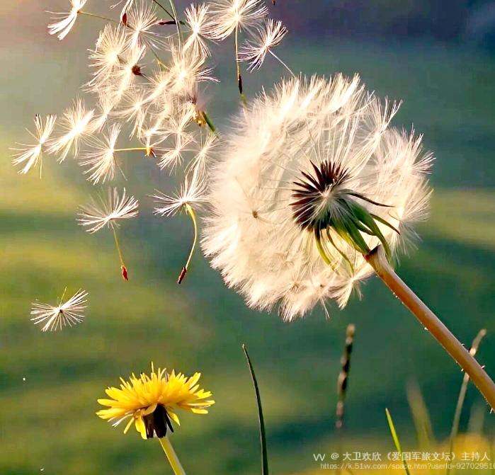 大卫欢欣《爱国军旅文坛》主持人