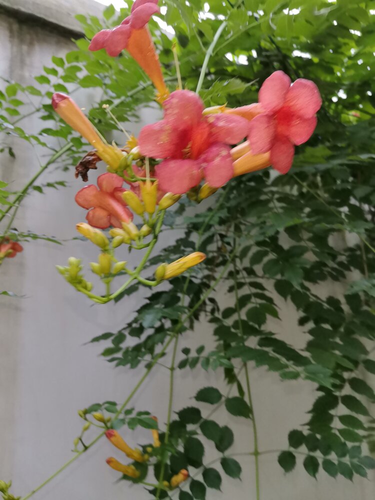 🌹🌹为爱相随3