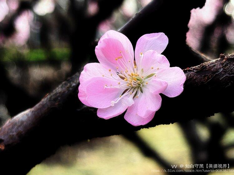 知白守黑【美摄视界】