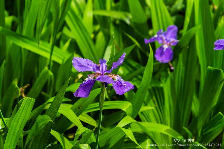 神8🇨🇳🇨🇳🇨🇳