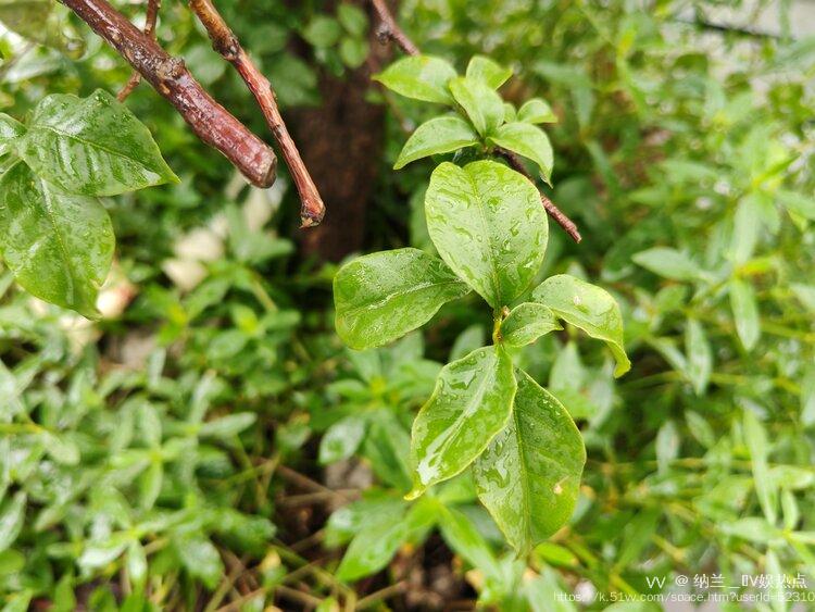 纳兰＿🎤V娱热点