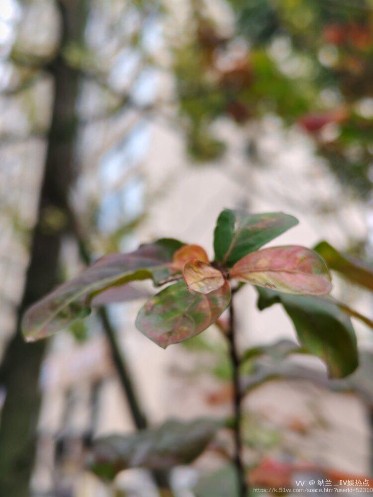 纳兰＿🎤V娱热点