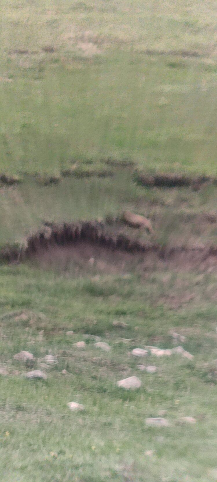 秦声韵🐬平安🌲