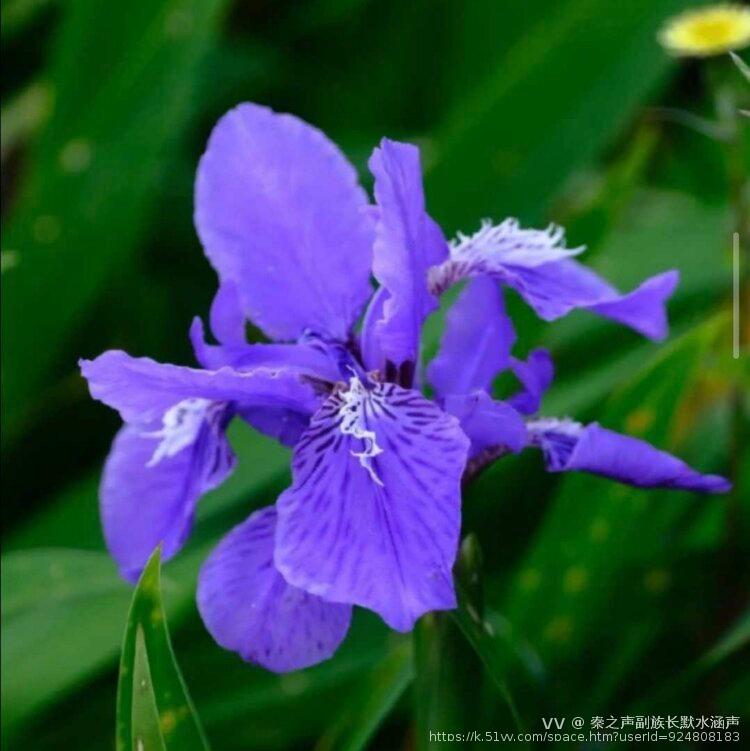 秦之声副族长默水涵声