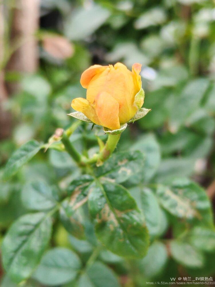 纳兰＿🎤V娱热点