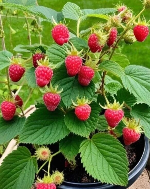 🕊ꦿ❀҉瀟湘府䶭爺🕊ꦿ❀҉