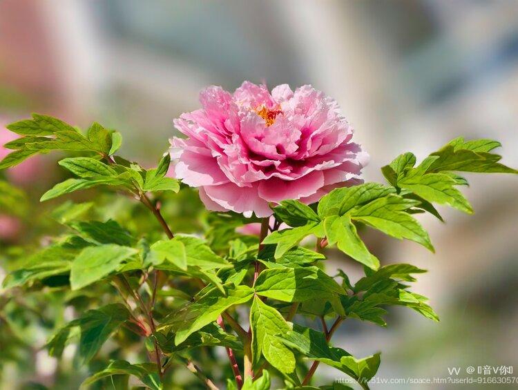 ︎🤟音V你︎🤟