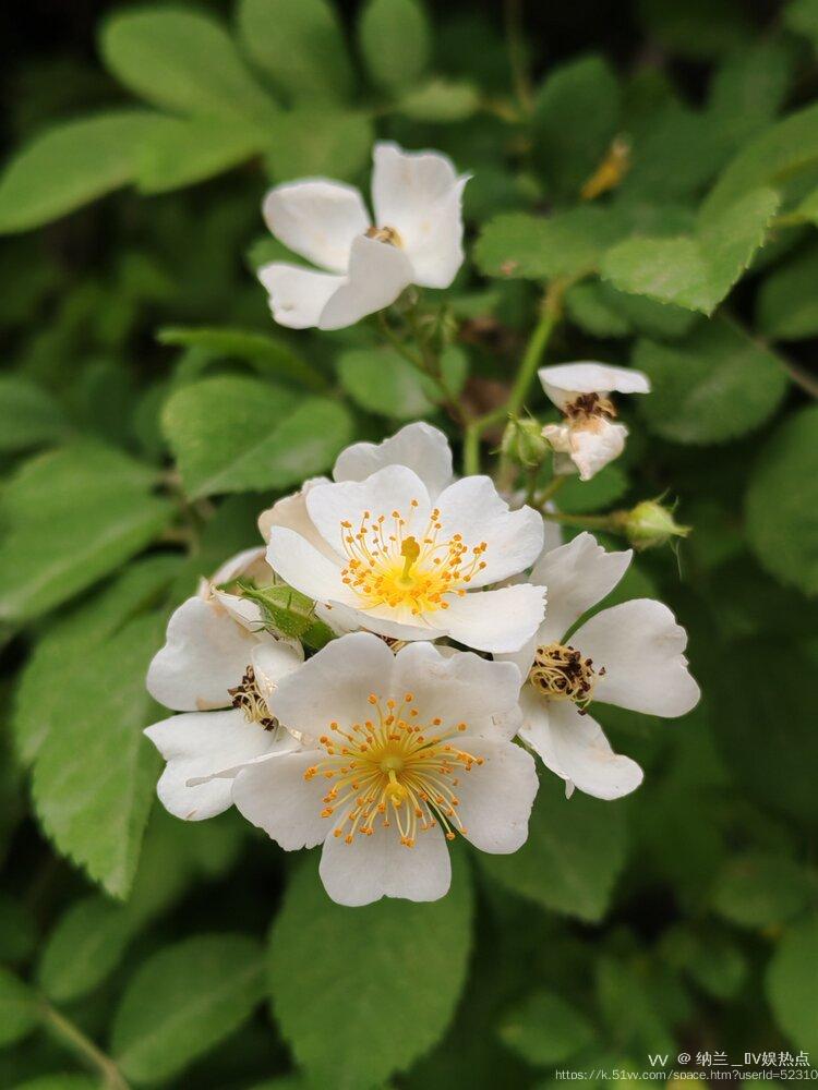 纳兰＿🎤V娱热点