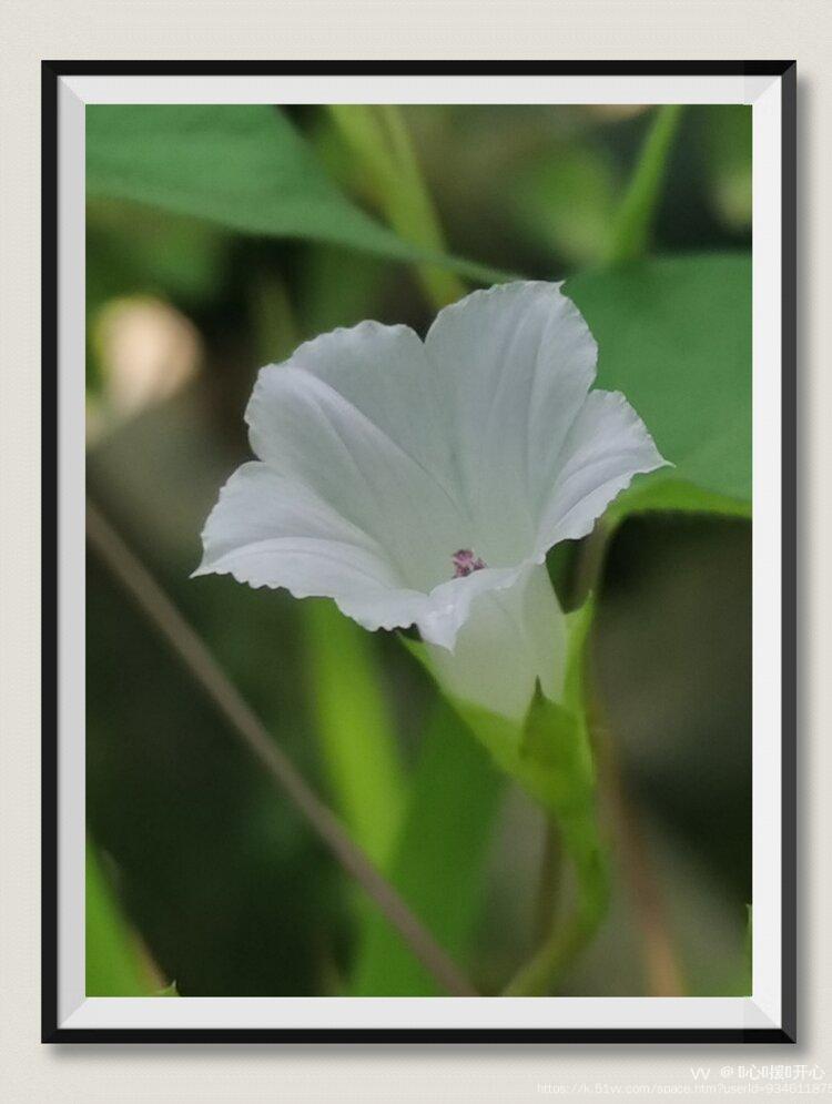 💞心✨援💞开心