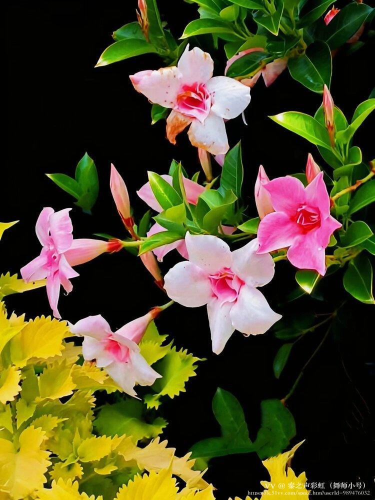 秦之声彩虹（舞师小号）