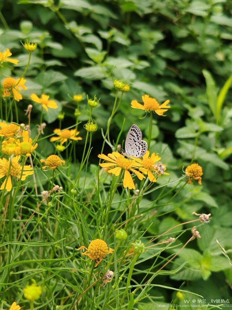 纳兰＿🎤V娱热点