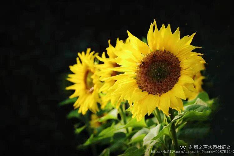 秦之声大秦社静香