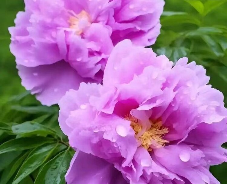 《华人文艺选刊》赵良田主编