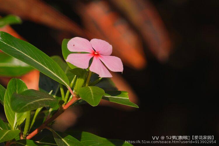 52鹦ꦿོ鹉螺ꦿ【爱花家园】