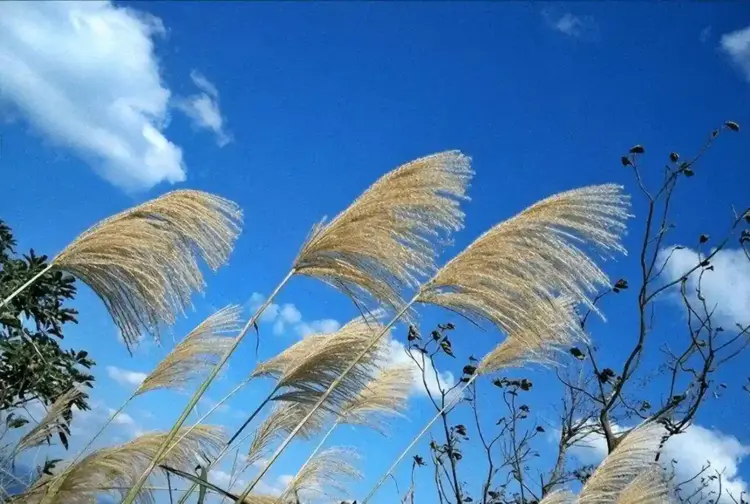 浅吟低唱 (康桥)