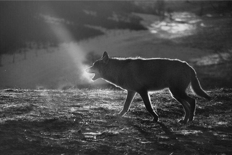 CH【文声汇影】