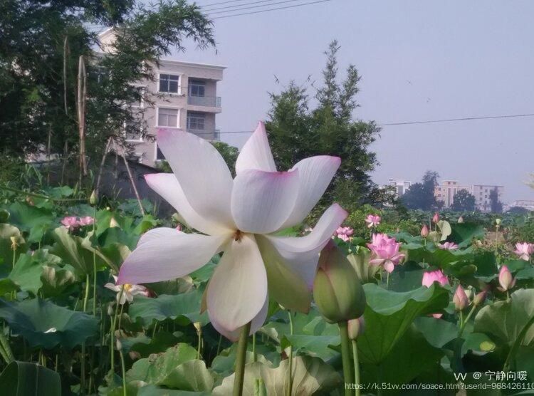 宁静向暖