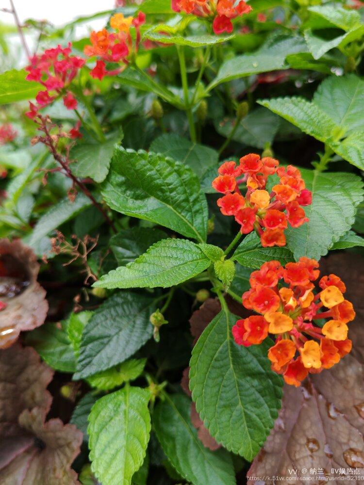 纳兰＿🎤V娱热点