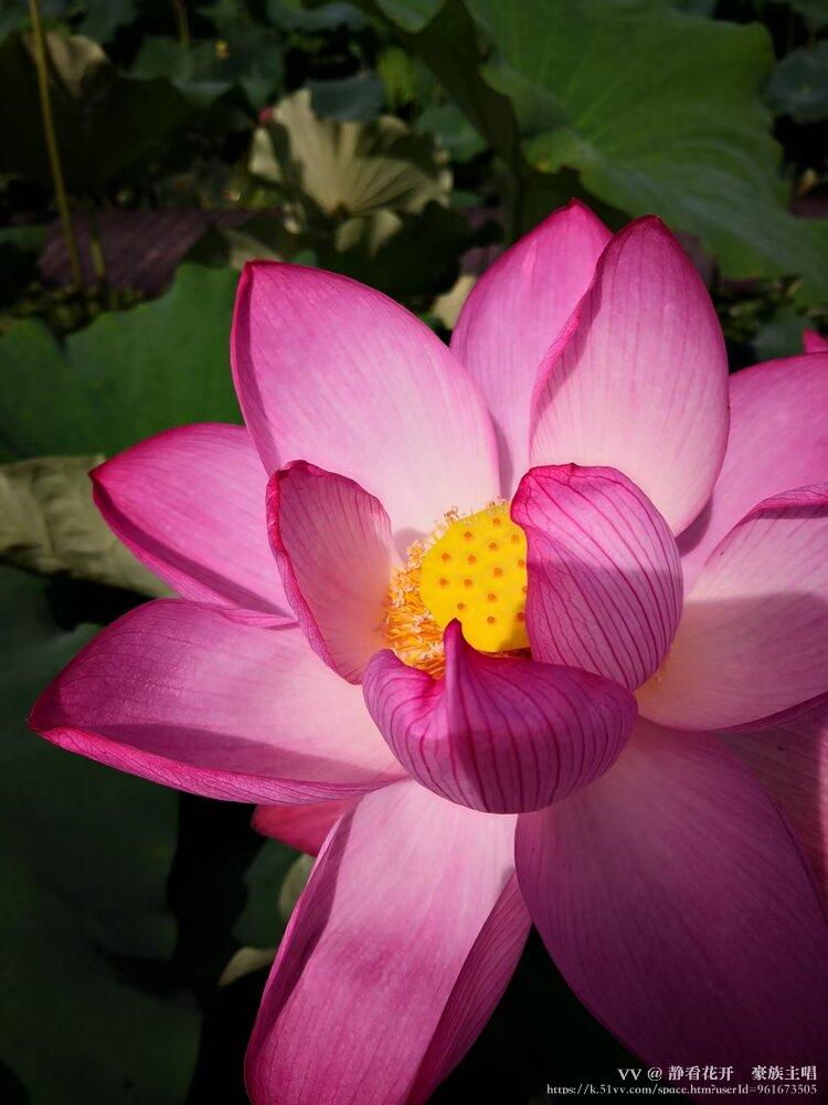 静看花开🍸豪族主唱