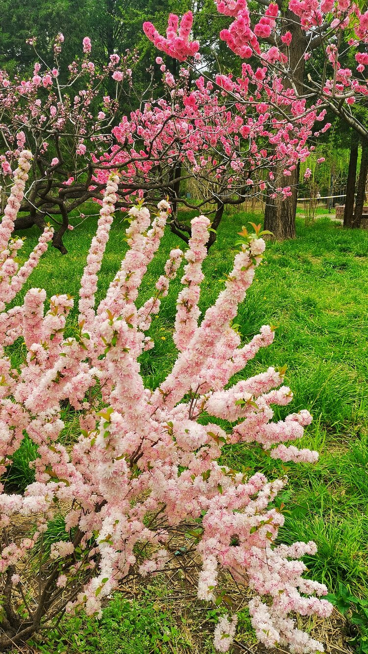 郭炳光【文声汇影】