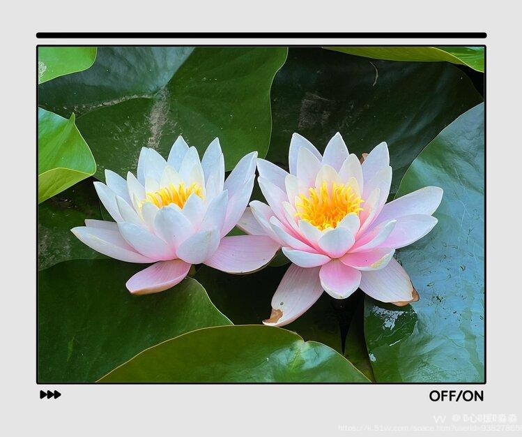 💞心✨援💞淼淼