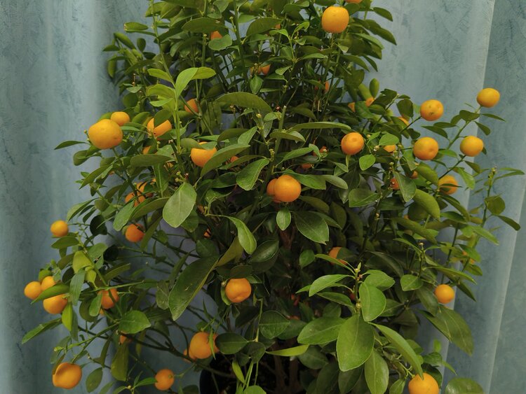 雪儿🎤V娱热点