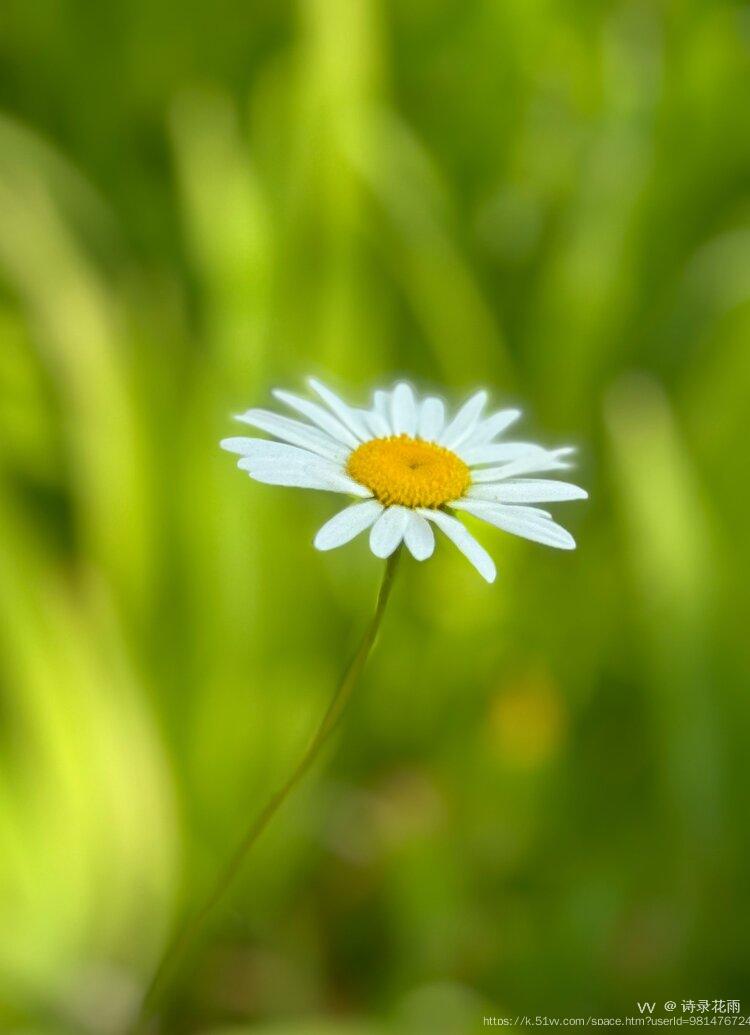 诗录花雨