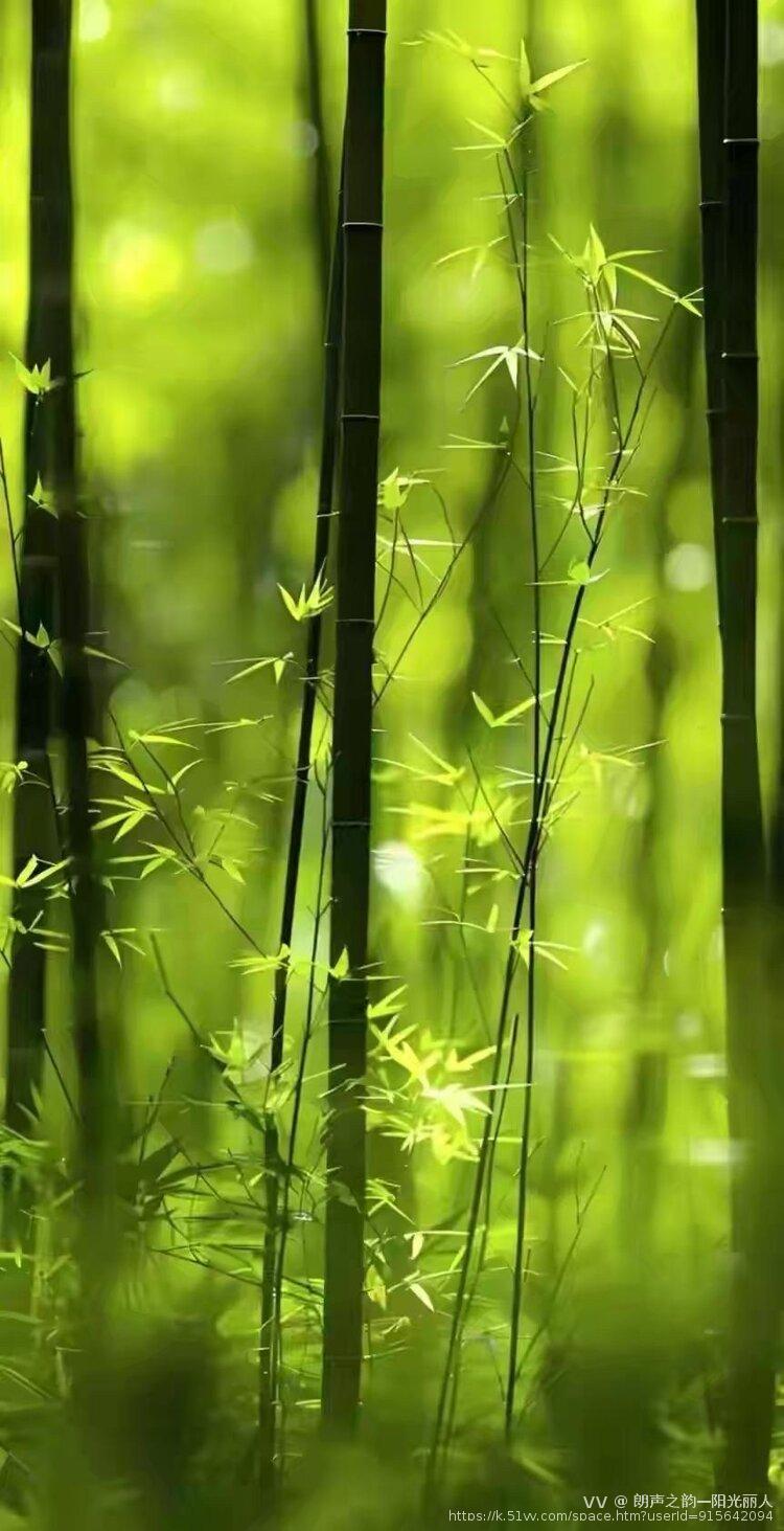 朗声之韵—阳光丽人