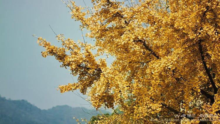 纳兰＿🎤V娱热点