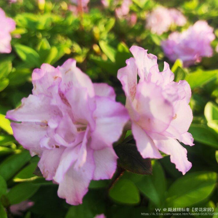 甌越耕耘者【爱花家园】
