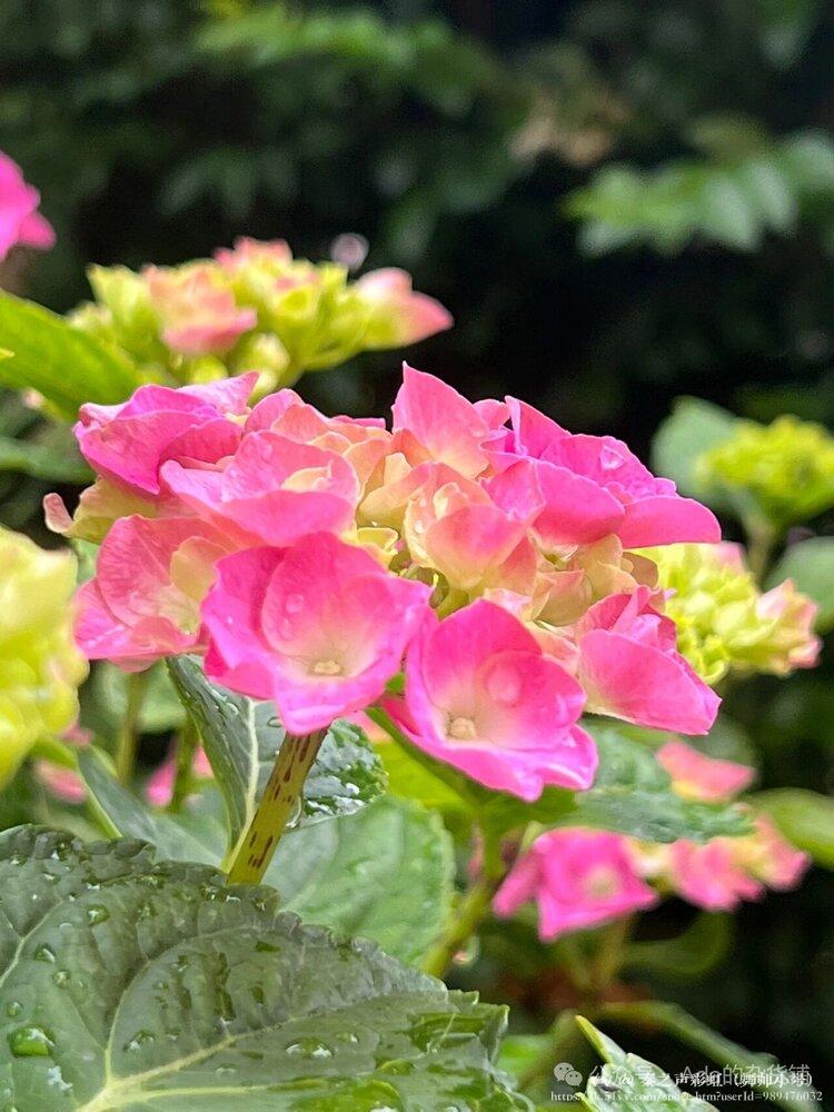 秦之声彩虹（舞师小号）