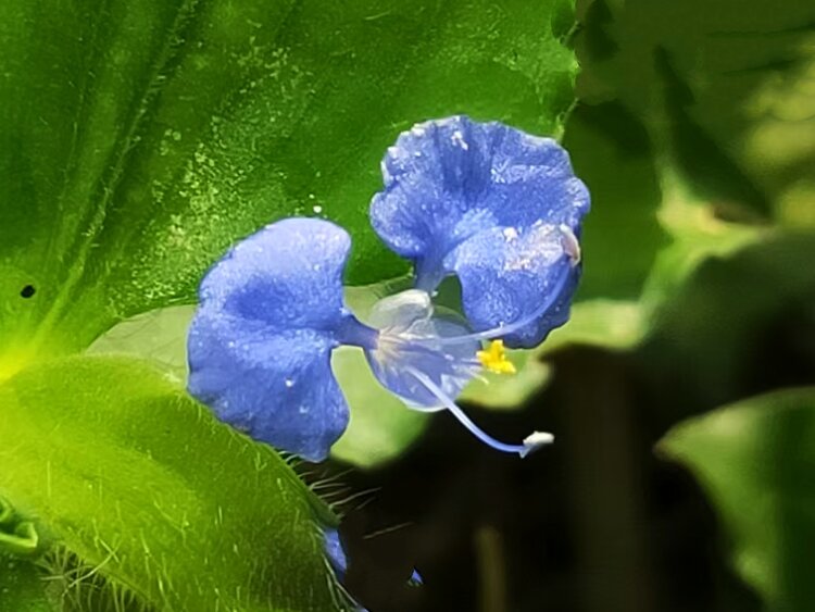 心静淡然【爱花家园】