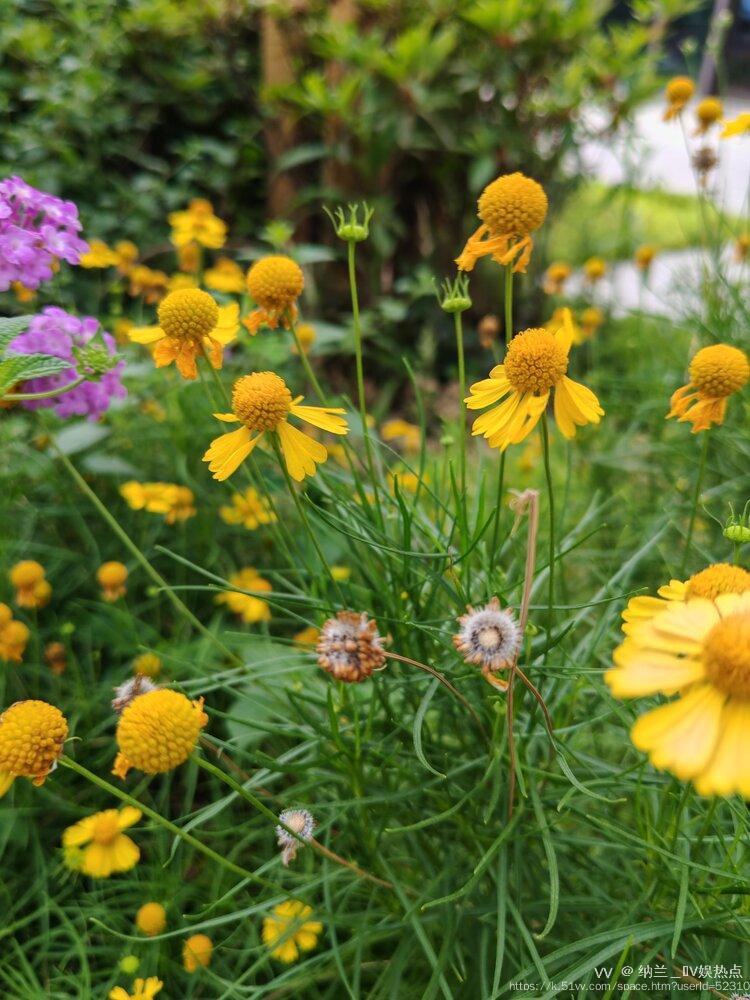 纳兰＿🎤V娱热点