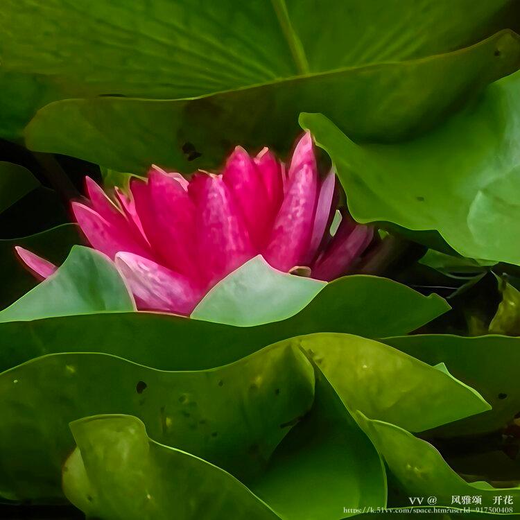 💞风雅颂🎋开花