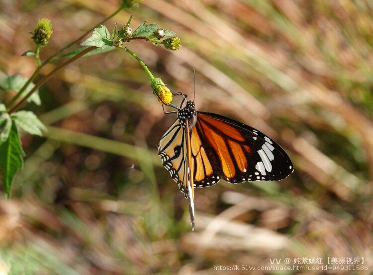 姹紫嫣红【美摄视界】