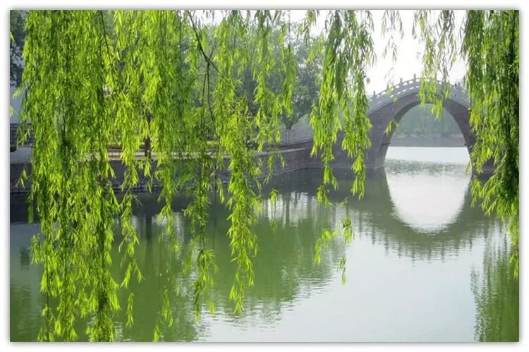 指尖花花