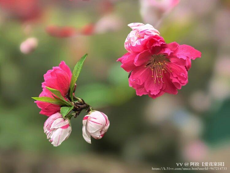 阿拉【爱花家园】