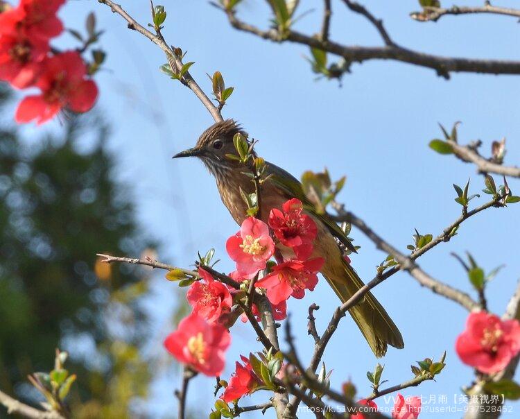 七月雨【美摄视界】 