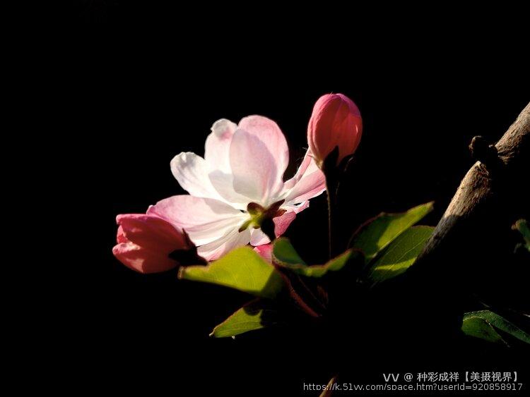 种彩成祥【美摄视界】