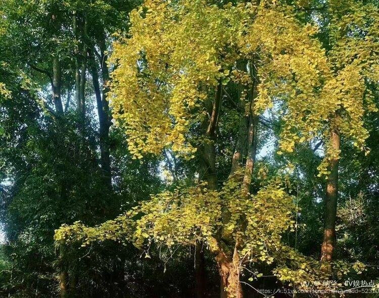 纳兰＿🎤V娱热点