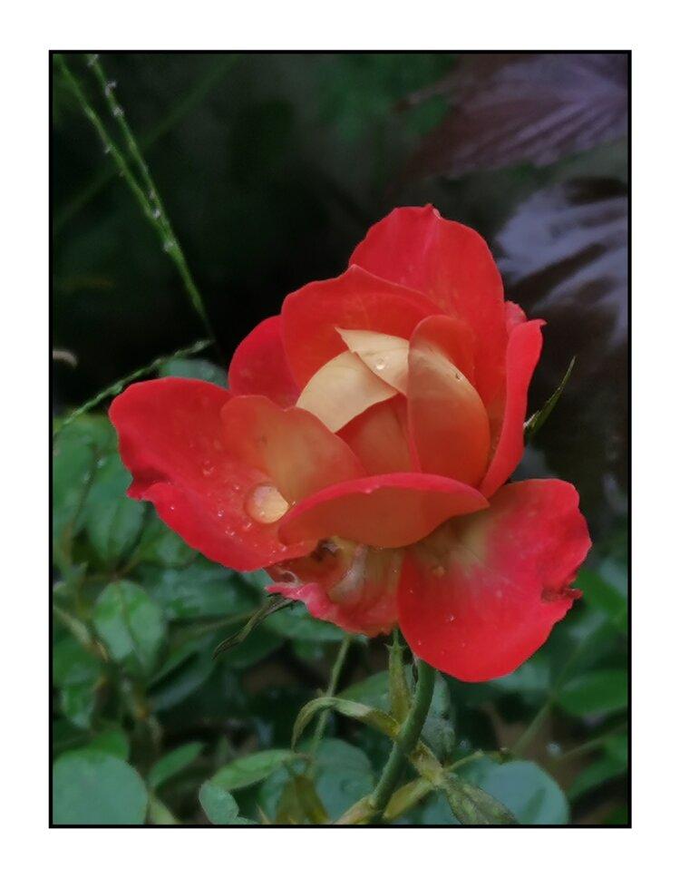 💞心✨援💞开心