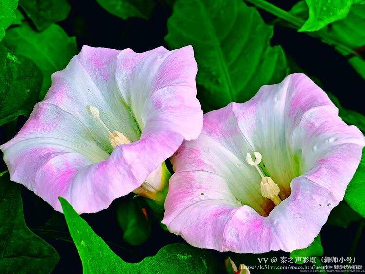 秦之声彩虹（舞师小号）