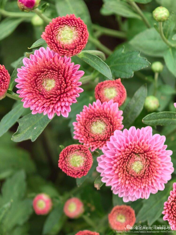 秦之声彩虹（舞师小号）