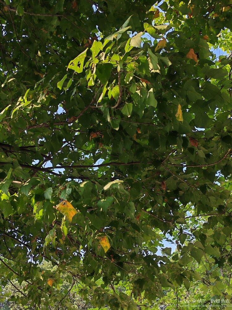 纳兰＿🎤V娱热点